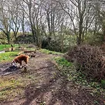 Yew Tree *